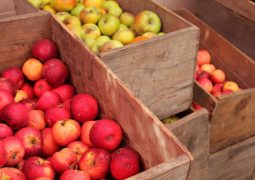 توزيع شيكات ” الدفعة الثانية ” لمزارعي التفاح