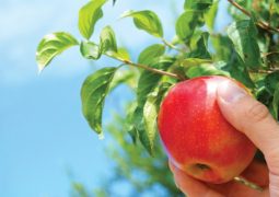 بلدية بشري تدعم اليد العاملة البشراوية في موسم التفاح