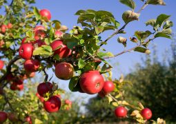 مسح للأراضي التي لم تستفد من الدفعة الاولى من تعويضات التفاح